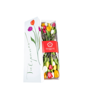 CAJA DE 20 TULIPANES
