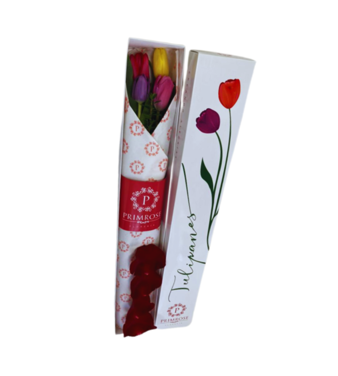 CAJA DE 4 TULIPANES SV