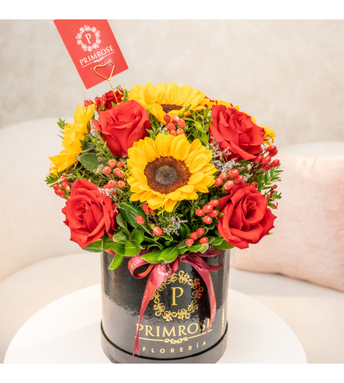 BOX PREMIUM RADIANTE